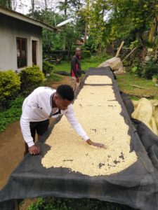 Eerste koffieoogst van 2020 - koffie drogen